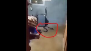 snake